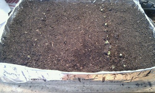Seedlings from the first sowing of actual spring.